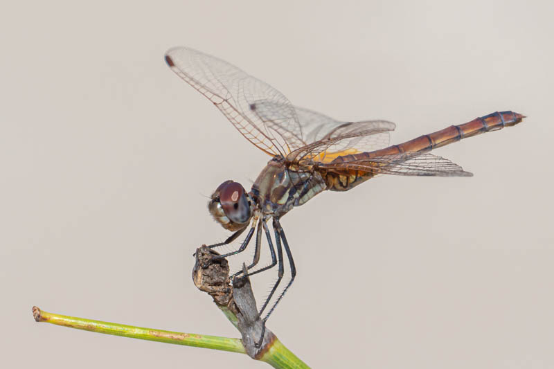Trithemis annulata female.jpg